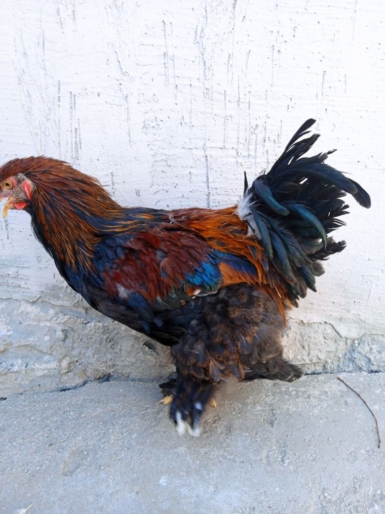 Brama parselan xo'rozlari