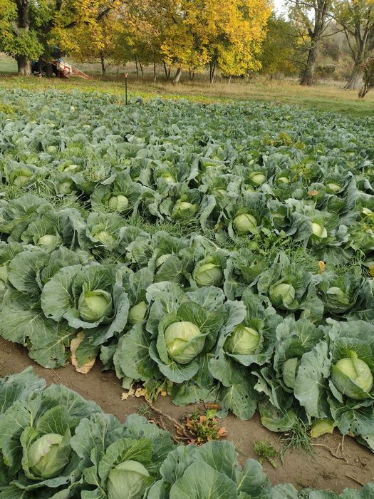 Продавам зеле на едро и дребно