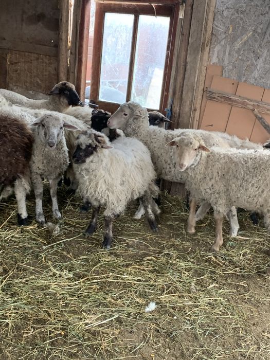 Vand 10 carlani si 6 miei de lapte