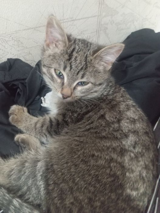 5 тыс Котенок 1,5 месяц