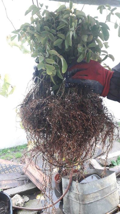 Trandafiri bulgaresti pentru dulceata Roza Damascena LIVRARE GRATUITA