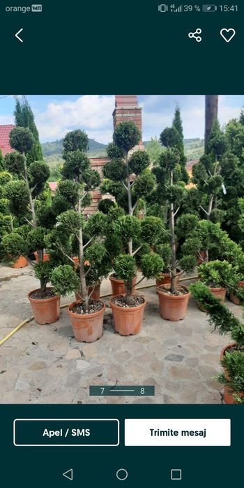 Vindem Brazi Tuia mesteacăn tei platan stejar frasin magnoli