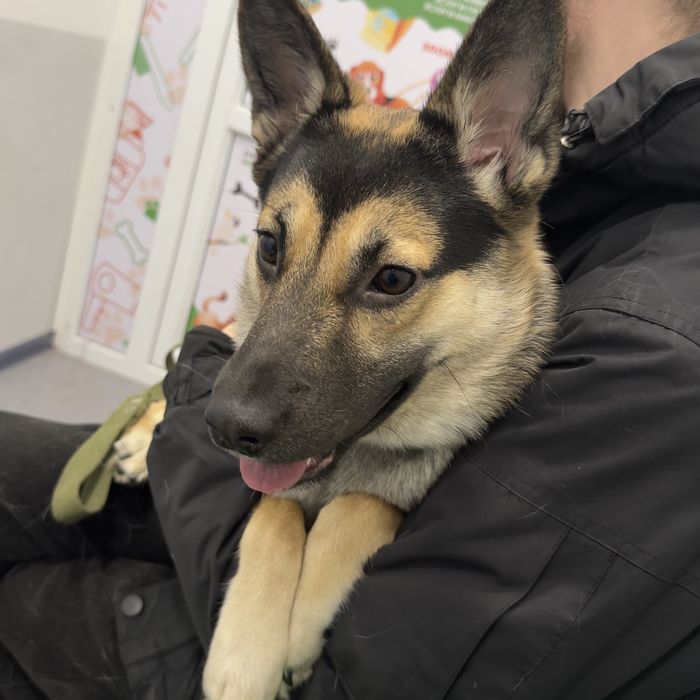 Отдам собаку в добрые руки