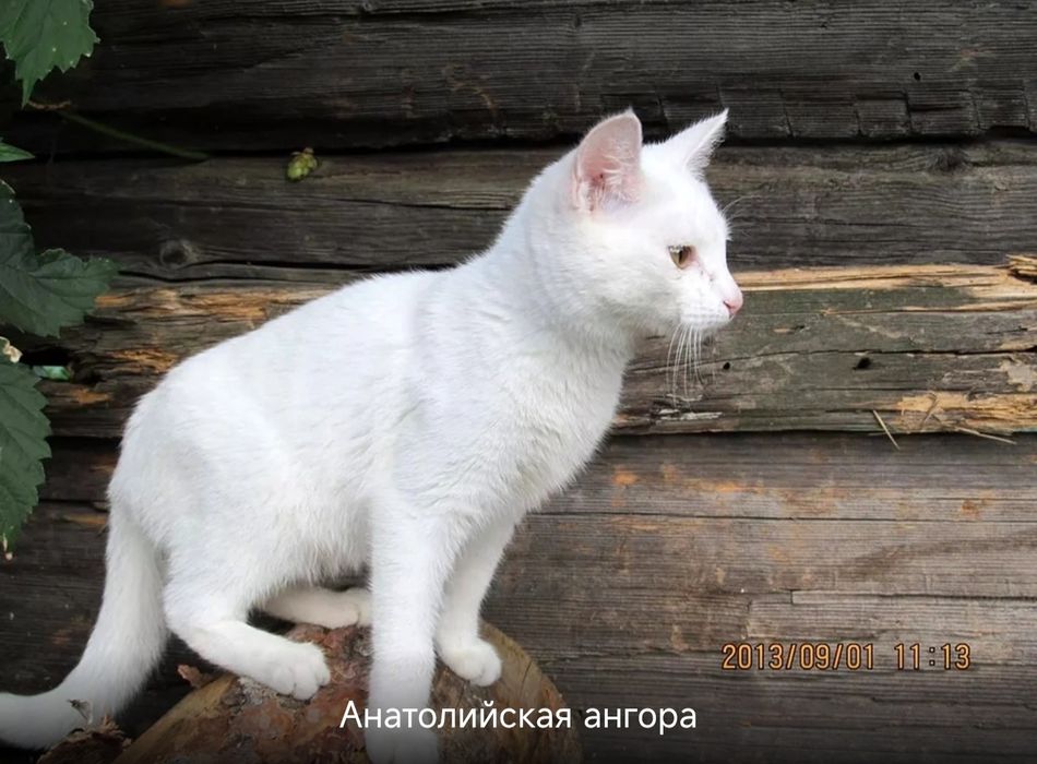 Белая кошка кошечка турецкая анатолийская ангора
