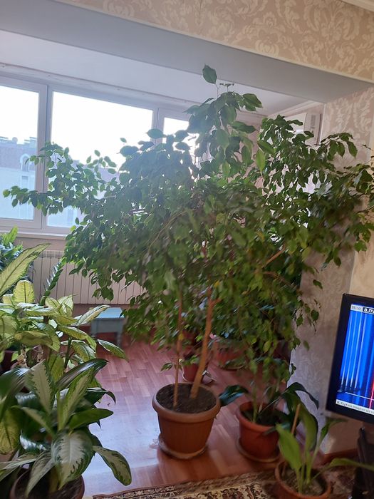 Комнатный цветок