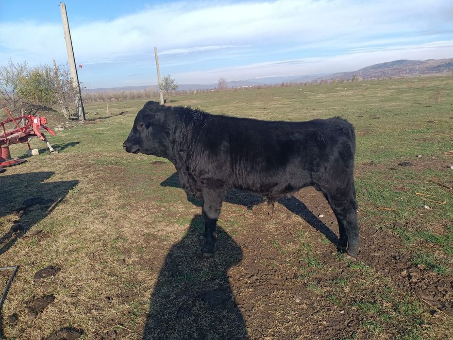 vitei de vanzare