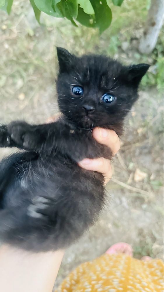 Котята мультяшные в добрые руки
