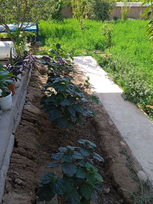 Кибрай тумани Жамбул м.ф.й да 4хона,20 сотиг хонадон сотилади