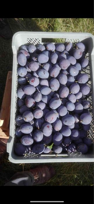 Prune de vanzare pentru tuica dulci si pere
