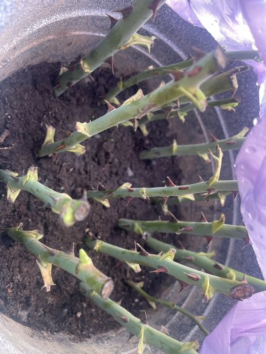 Розы укоренённые уже