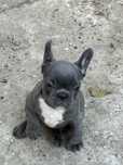 Vand Bulldog francez blue!