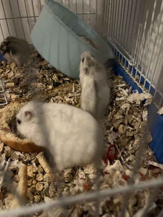 Puii de hamster pitic