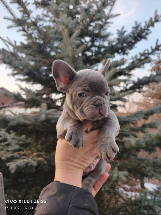 Очаровательные щенки французского бульдога.