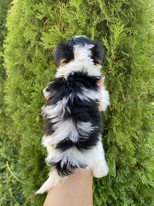 Йорки/йоркширски териер/Бивер/Бивър