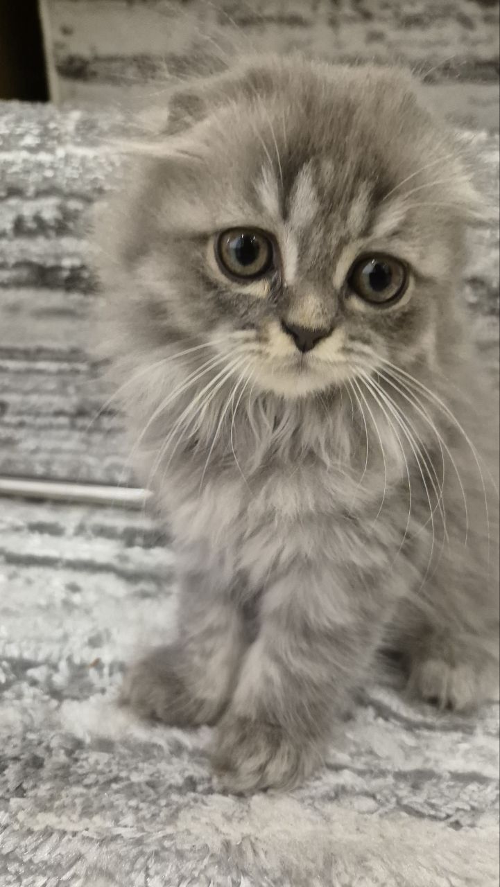 Scottish Fold va Straight