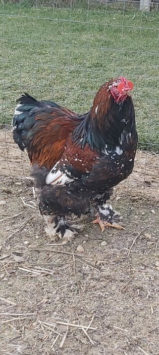Cocoș brahma portelan