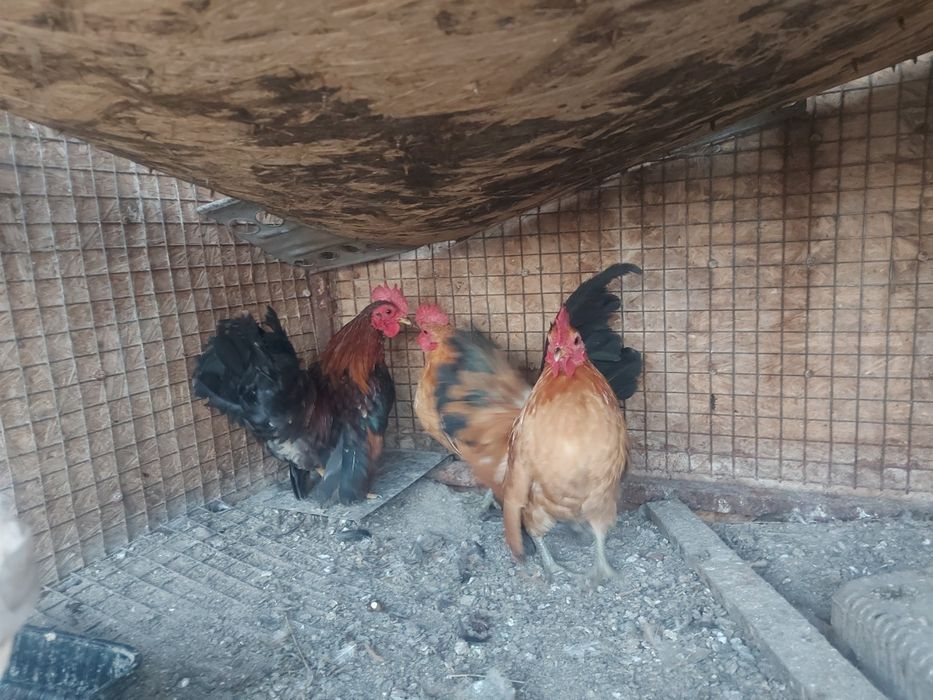 Декоративные петушки Куры