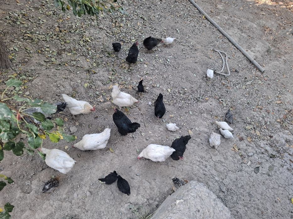 Tovuq va jo‘jala sotiladi 10 ta tovug 18 joja 2 xo‘roz