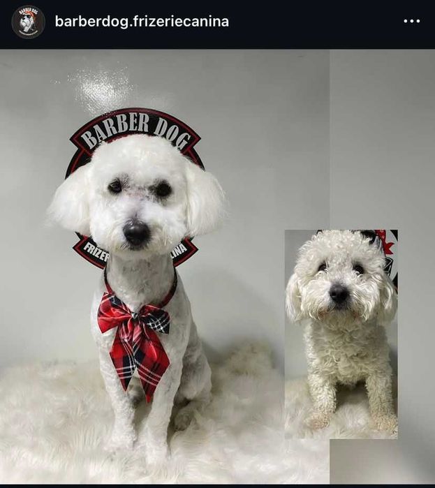 Frizerie canina si felina in fata casei in Bucuresti si Ilfov