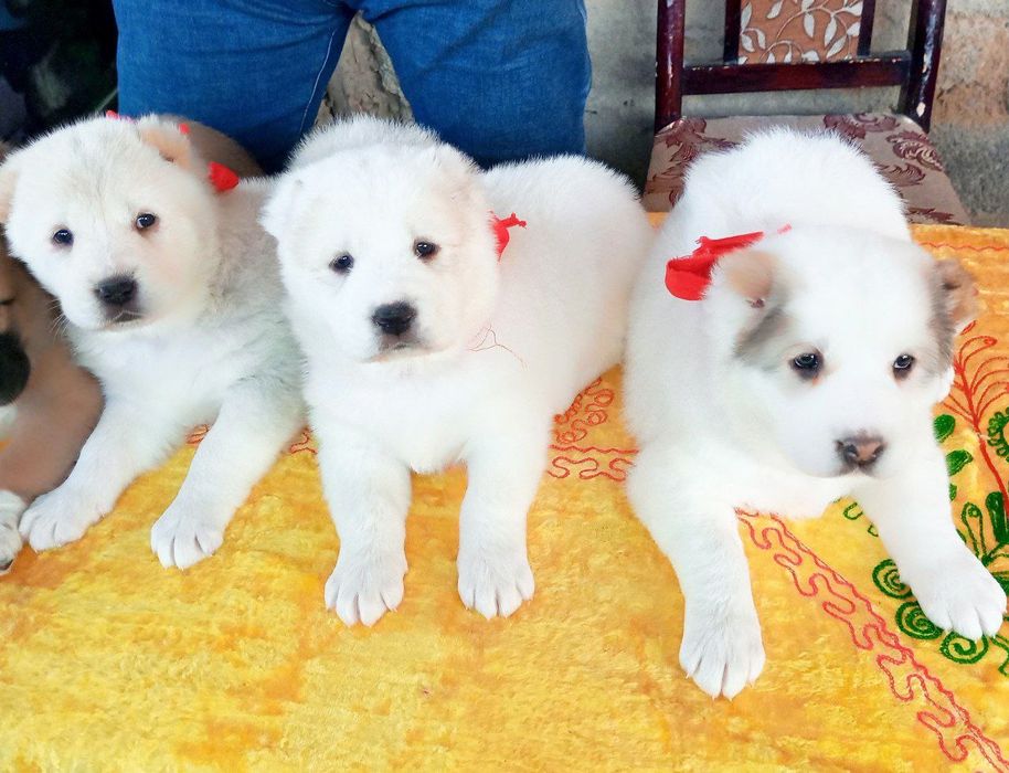 Щенки туркменского алабая