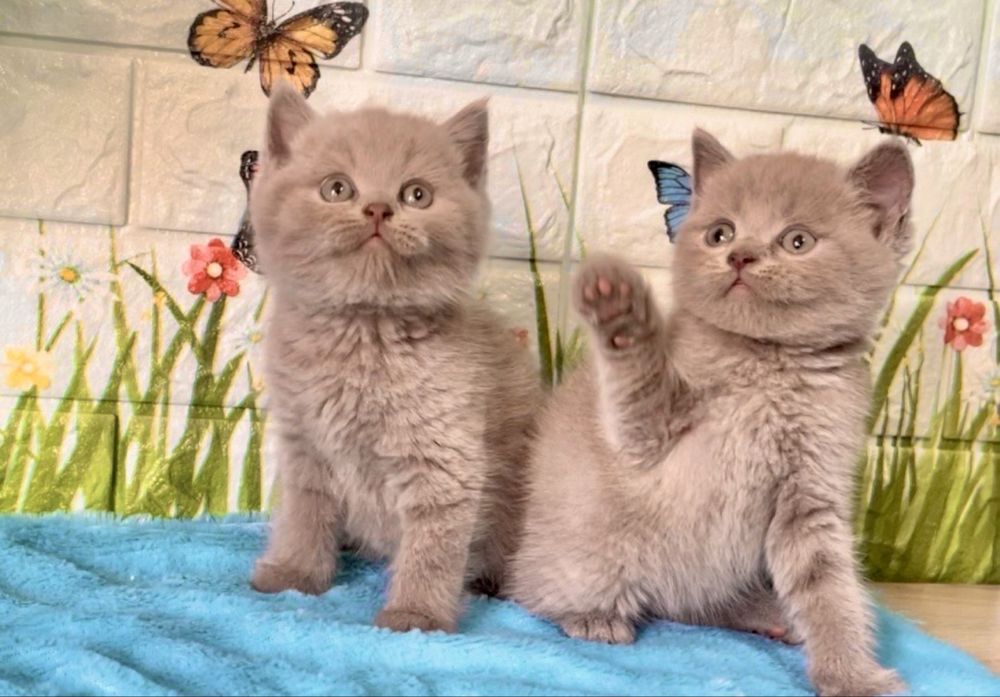 Британска късокосместа