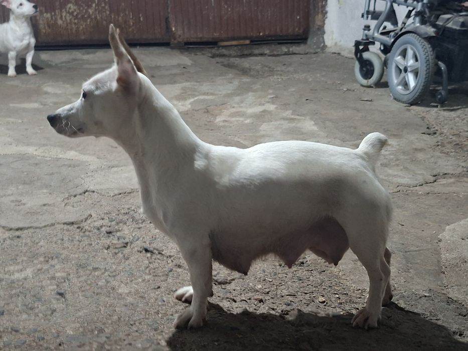 Джак ръсел териер