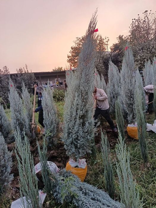 archa va dekrativni kuchatlar