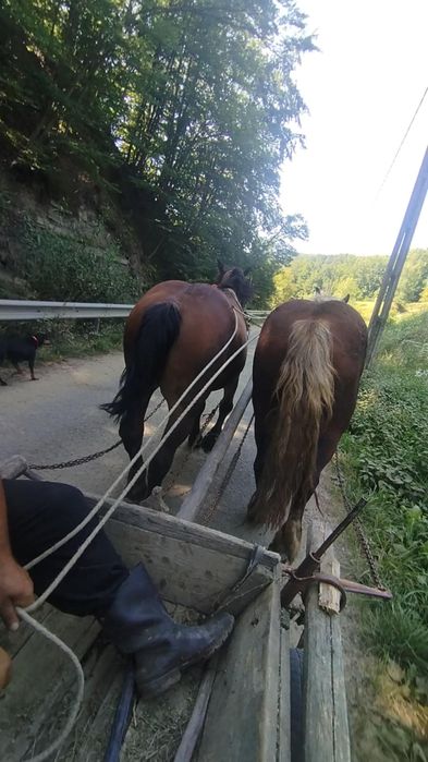 Cal de 5 ani de vanzare