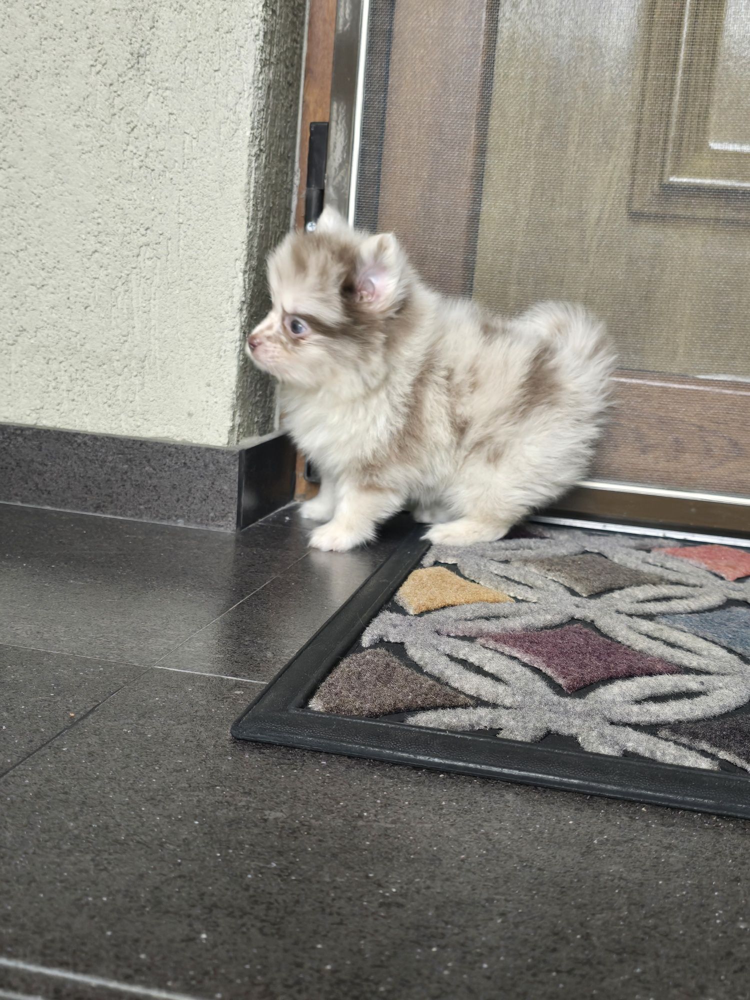 Pomeranian fetita
