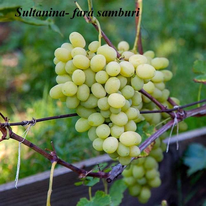 Nuci altoiti certificati/KAKi.Rodiu.smochin.Ciresi/Livrare in tara