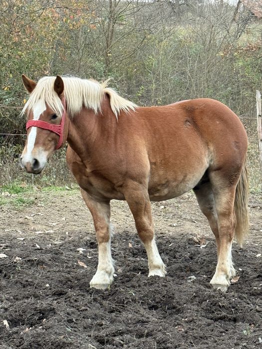 Vand manz de un an jumatate