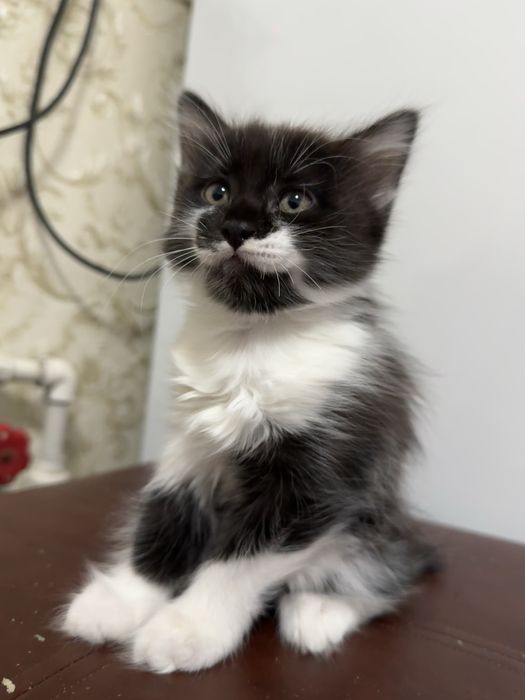 Отдам котенка девочку в добрые руки