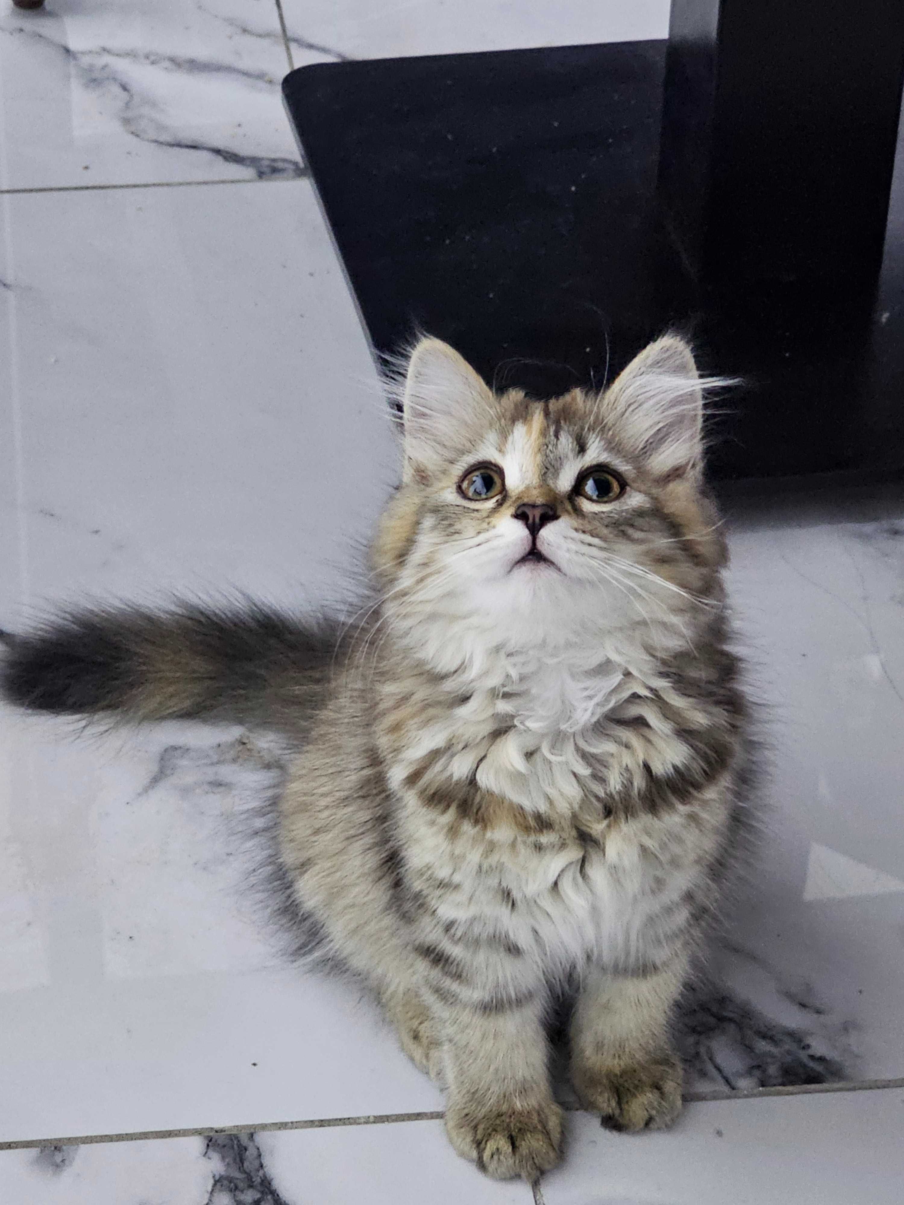 Котенок 3 месяца девочка