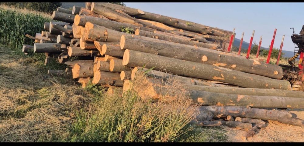 Lemn de foc - fag verde