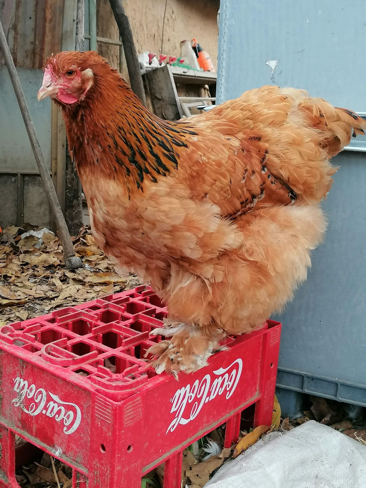 Cocoși si Găini Cochinchina