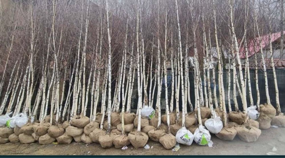 Mesteacan,tei,platan,stejar la cele mai bune preturi+transport gratuit