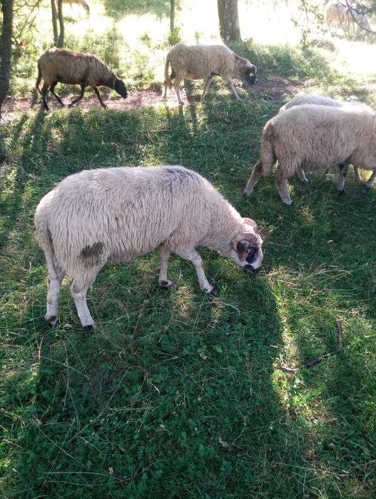 Berbecuți de vanzare pentru montă sau pasramă !!!