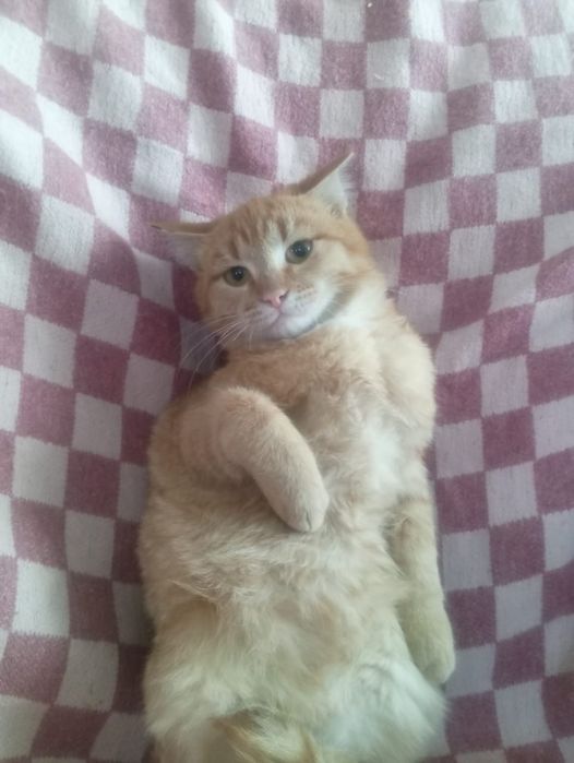 Отдам котят бесплатно