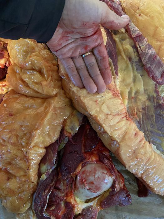 Мясо конины байтал бие кобылы