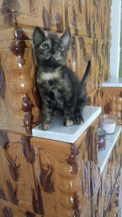 Pisicuțe pentru adopții