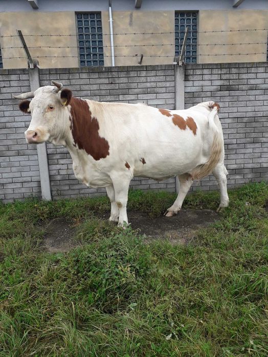 Vând vacă bălțată