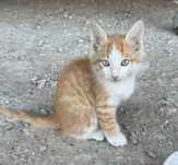Отдам даром котят