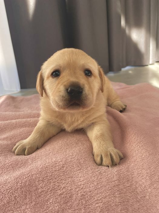 Pui Labrador Retriever cu Pedigree Tip A