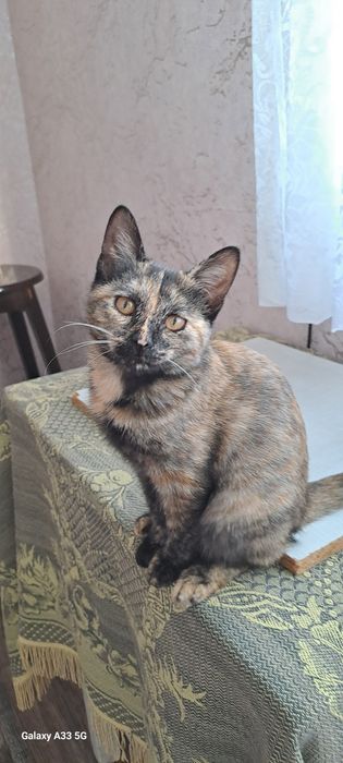 Отдам даром котёнка