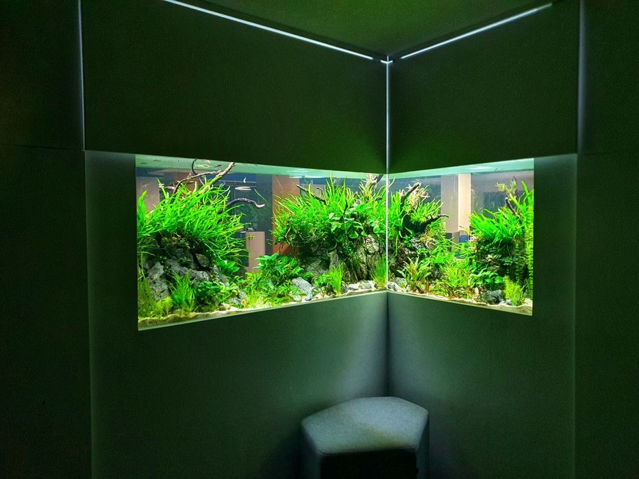 Amenajări Acvarii Personalizate și Mentenanță Profesională DAD