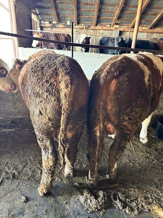 De vanzare 9 taurasi