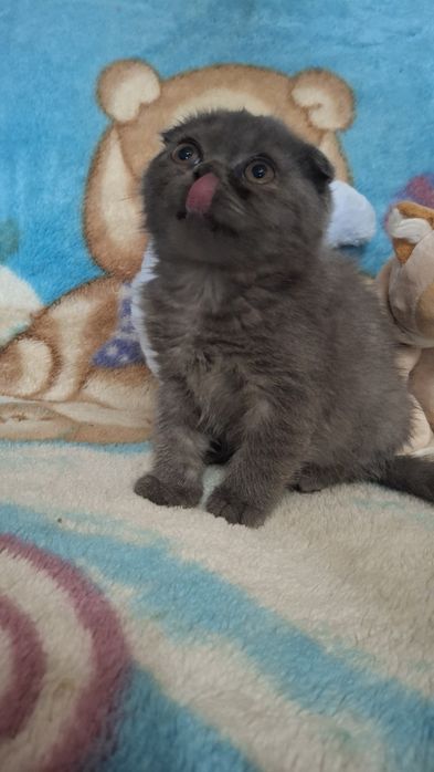 Продается котенок шотландский вислоухий скотиш фолд девочка.