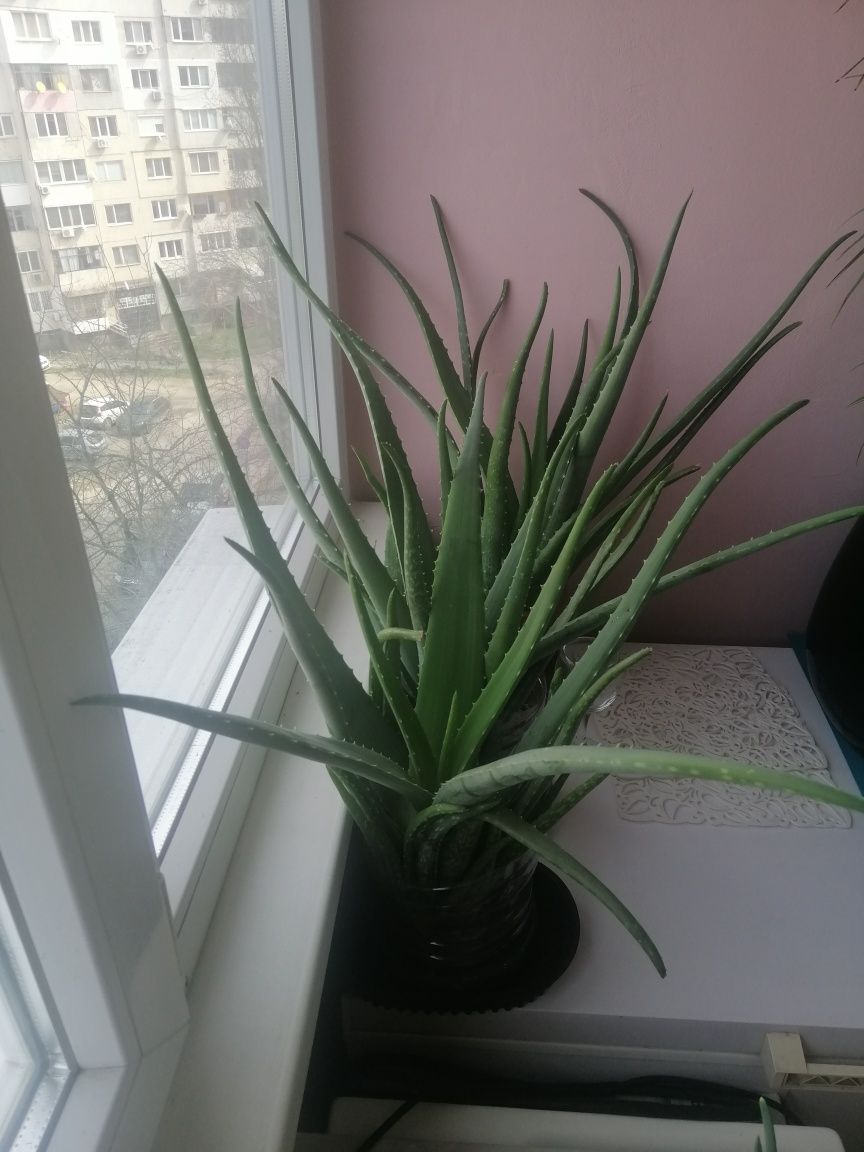 Продавам стайни цветя,