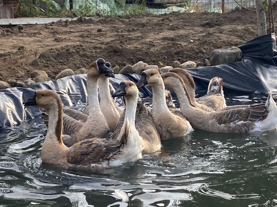 Vand sau schimb gaste americane