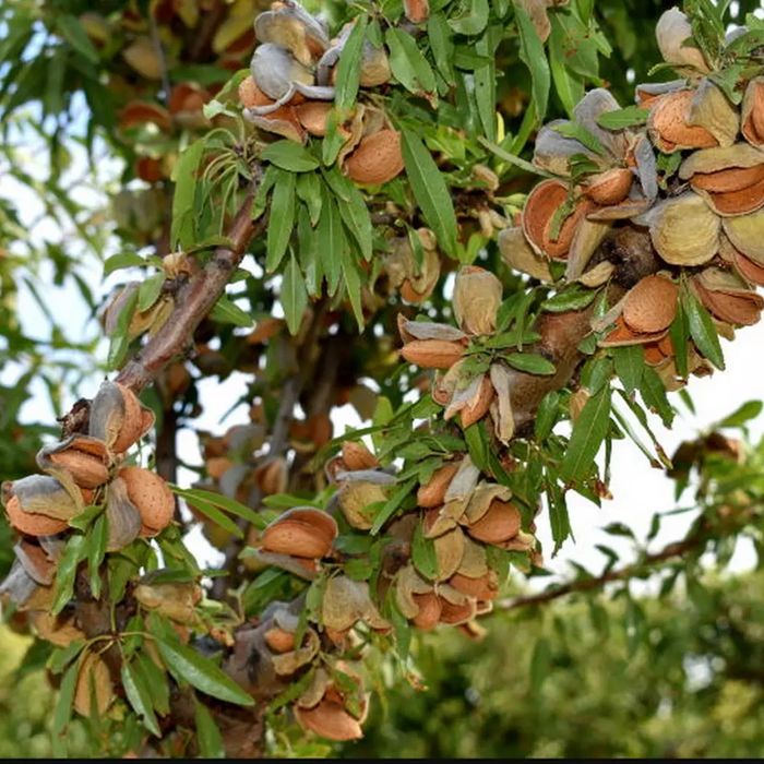 Pomi fructiferi deosebiți  soiuri de mugdal